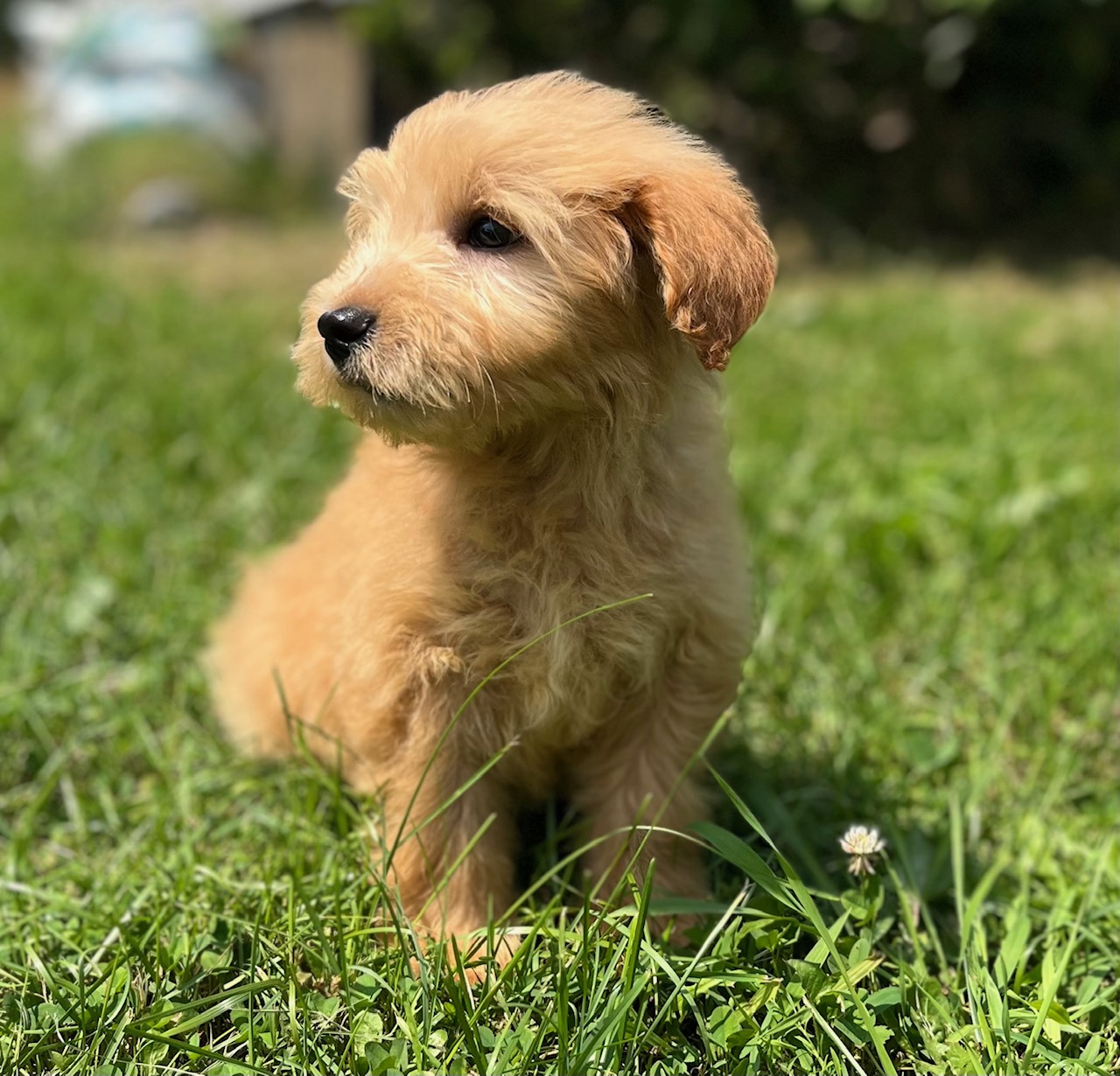 Goldendoodles are family friendly and easy to train