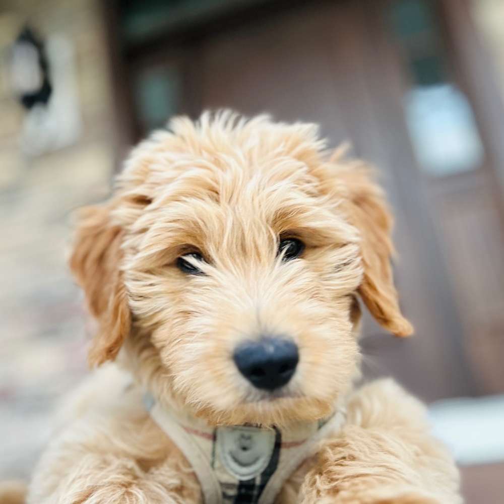 Breezy F1 Mini Goldendoodles