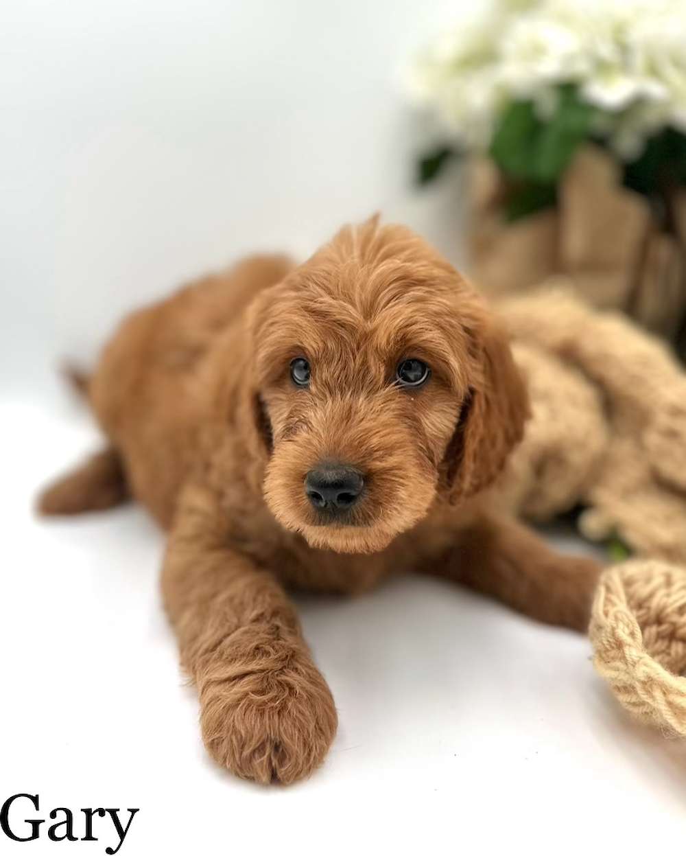 Mini Goldendoodles are super easy to love!