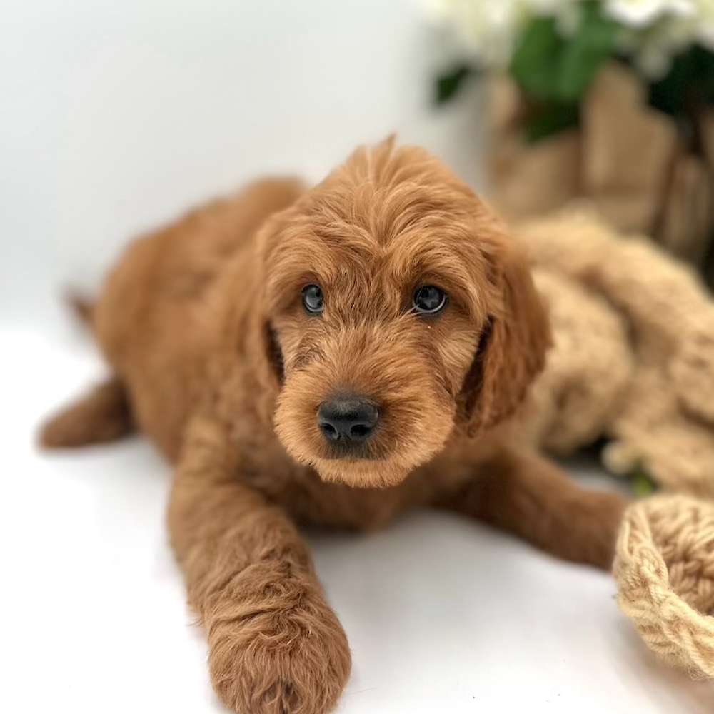 Mini Goldendoodles are super easy to love!