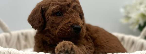 Sheila's Mini Goldendoodles