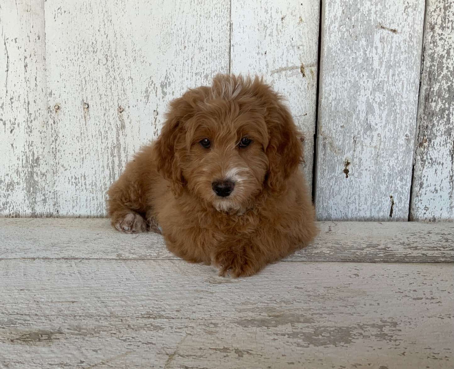 Petite Goldendoodles F1b These little pups are ready for an adventure!