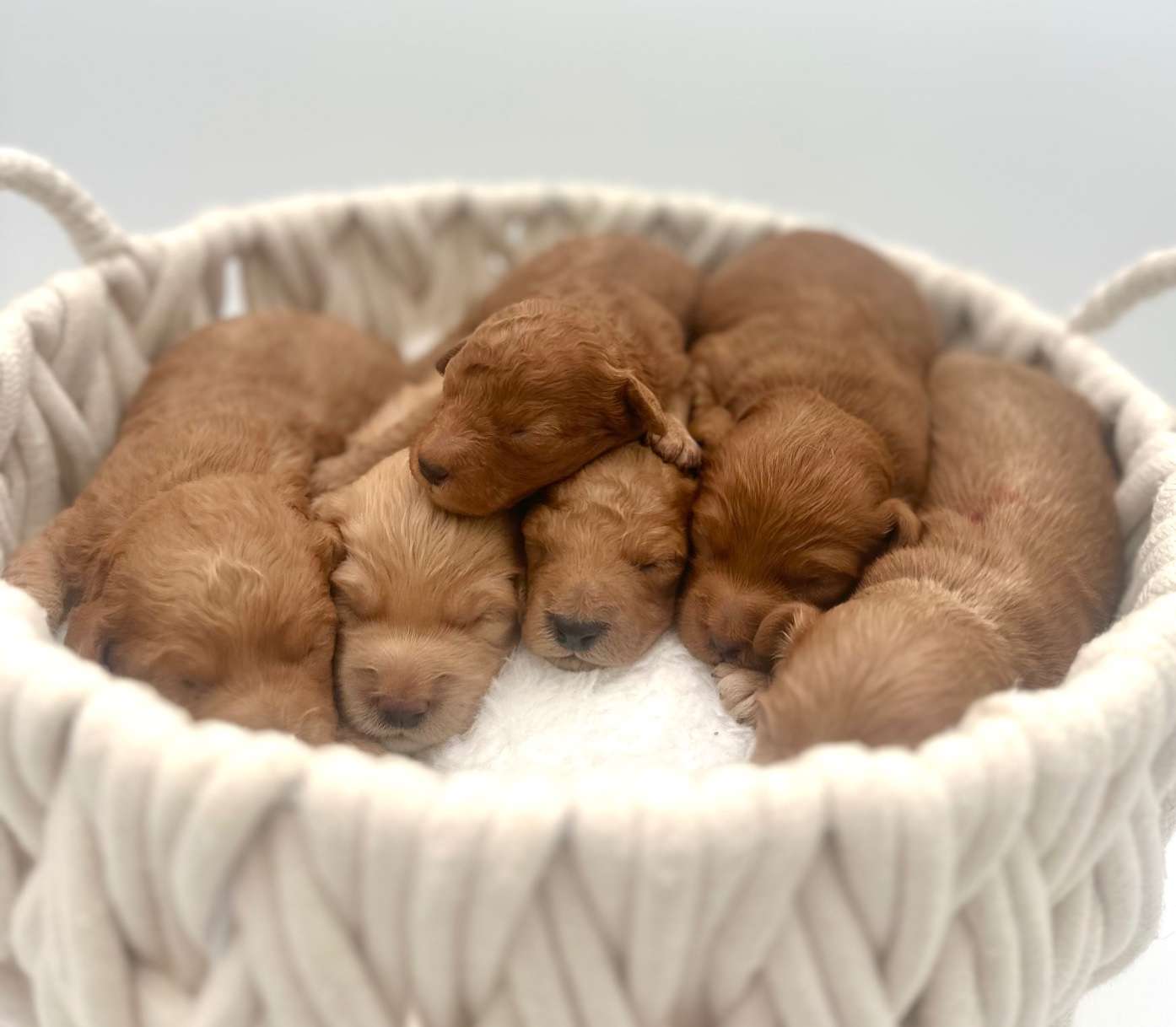 Buttercups Christmas Petite Goldendoodles $2600