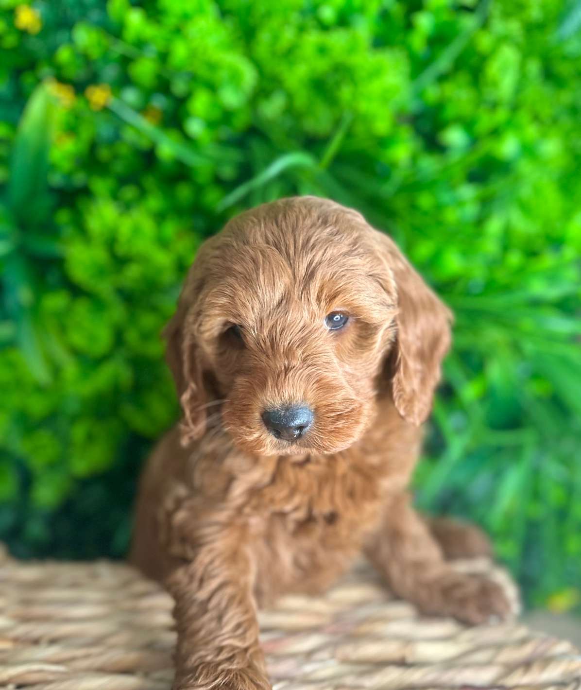 Petite Goldendoodles $2600