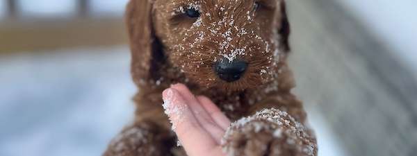 Petite Goldendoodles $2600