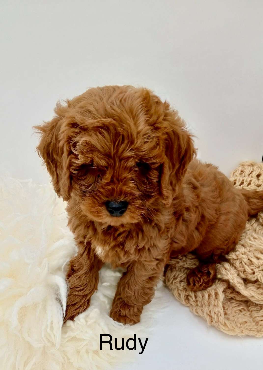 Petite Goldendoodles F1b $2600 These little pups are ready for an adventure!