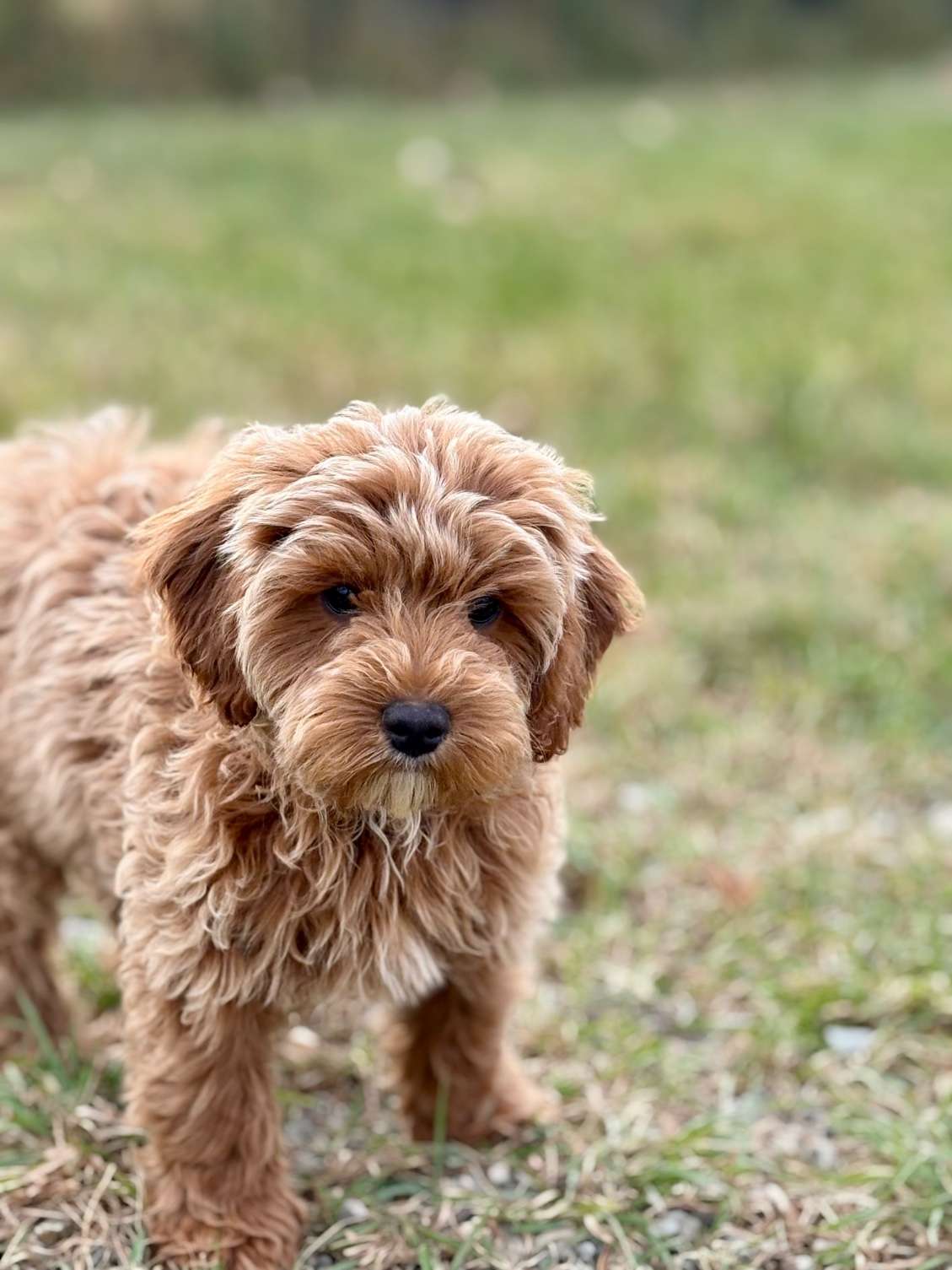 Cavapoo Puppies $1800