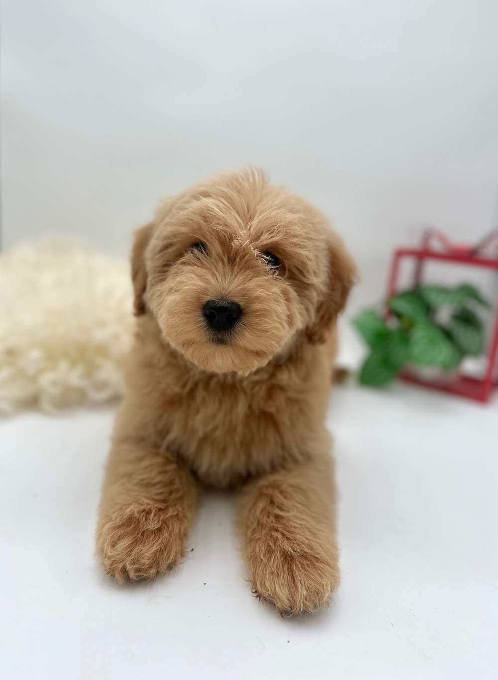 Last minute Christmas shopping! Mini Goldendoodles available and also soon to arrive!