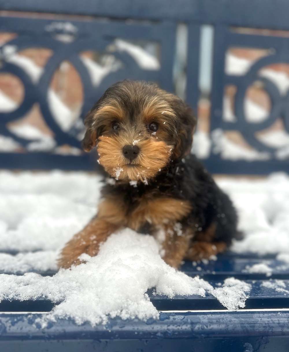 Yorkiepoo in training!