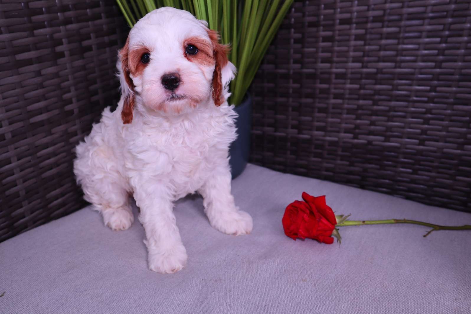 Toy Cavapoo!