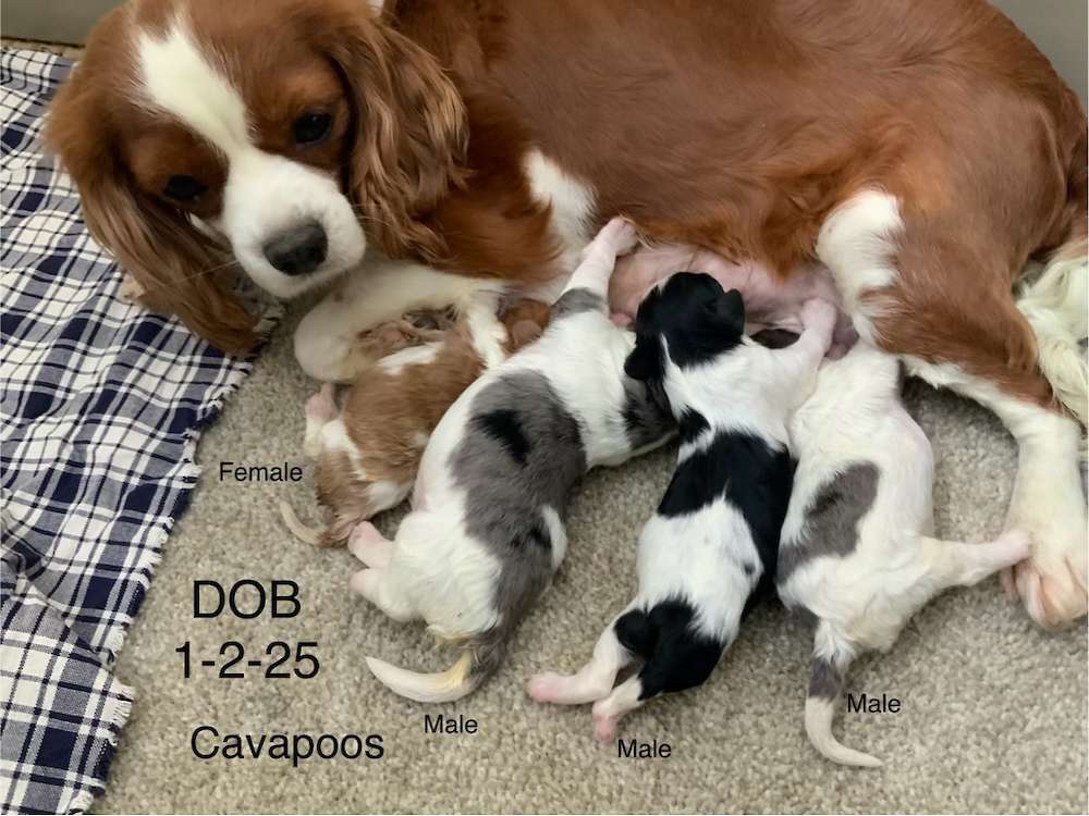 Cavapoo Puppies