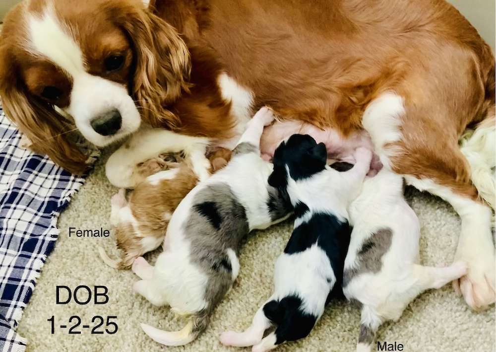 Cavapoo Puppies $2500