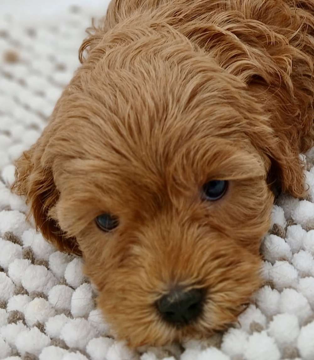 Petite Goldendoodles $2600