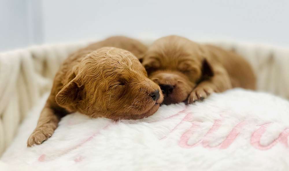 Petite Goldendoodles $2600