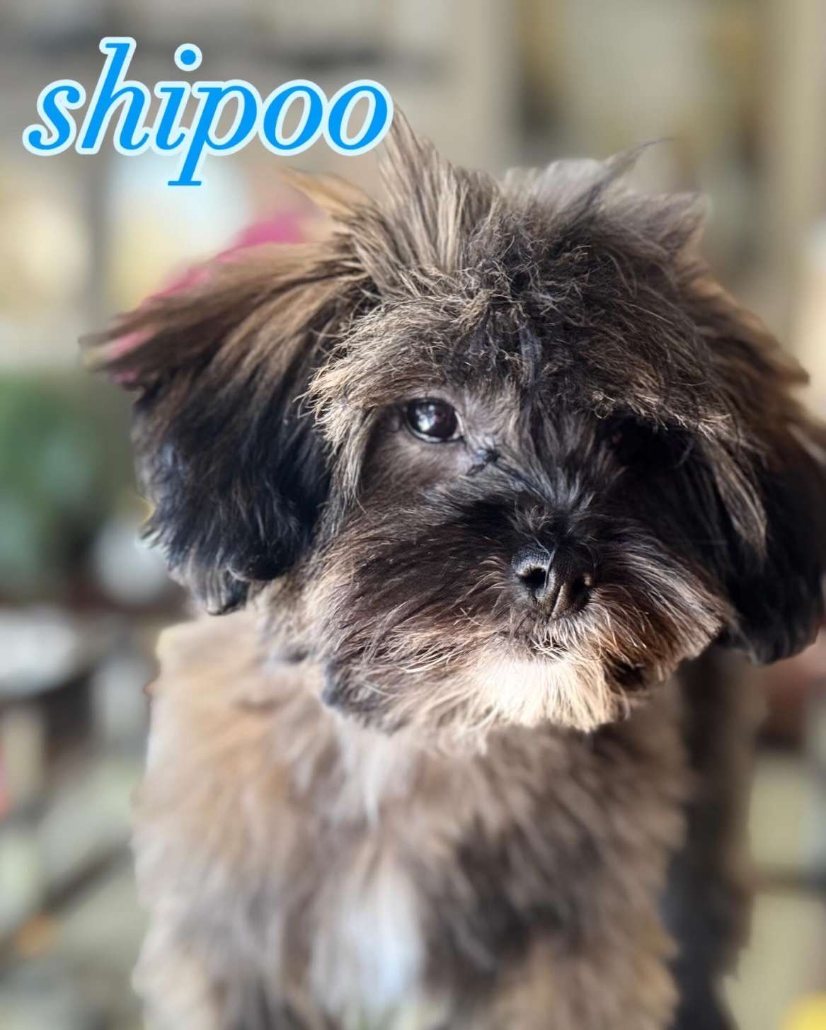 Shipoo puppies $1500