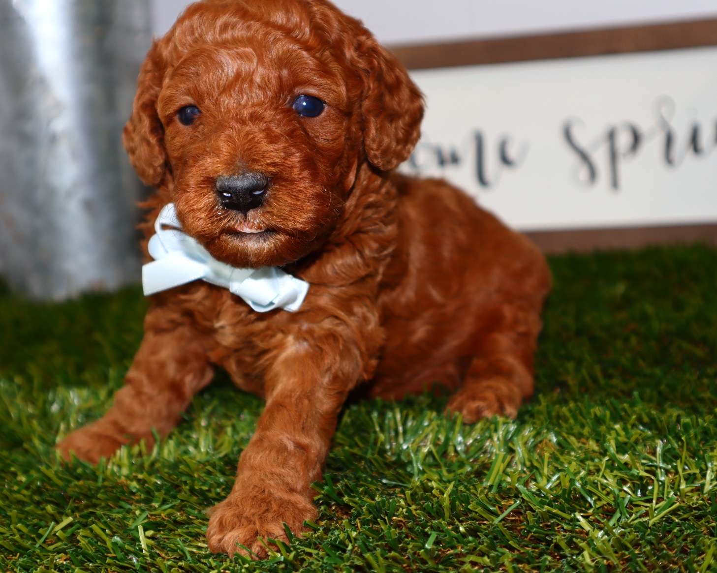 Mini Goldendoodle Litter $2850