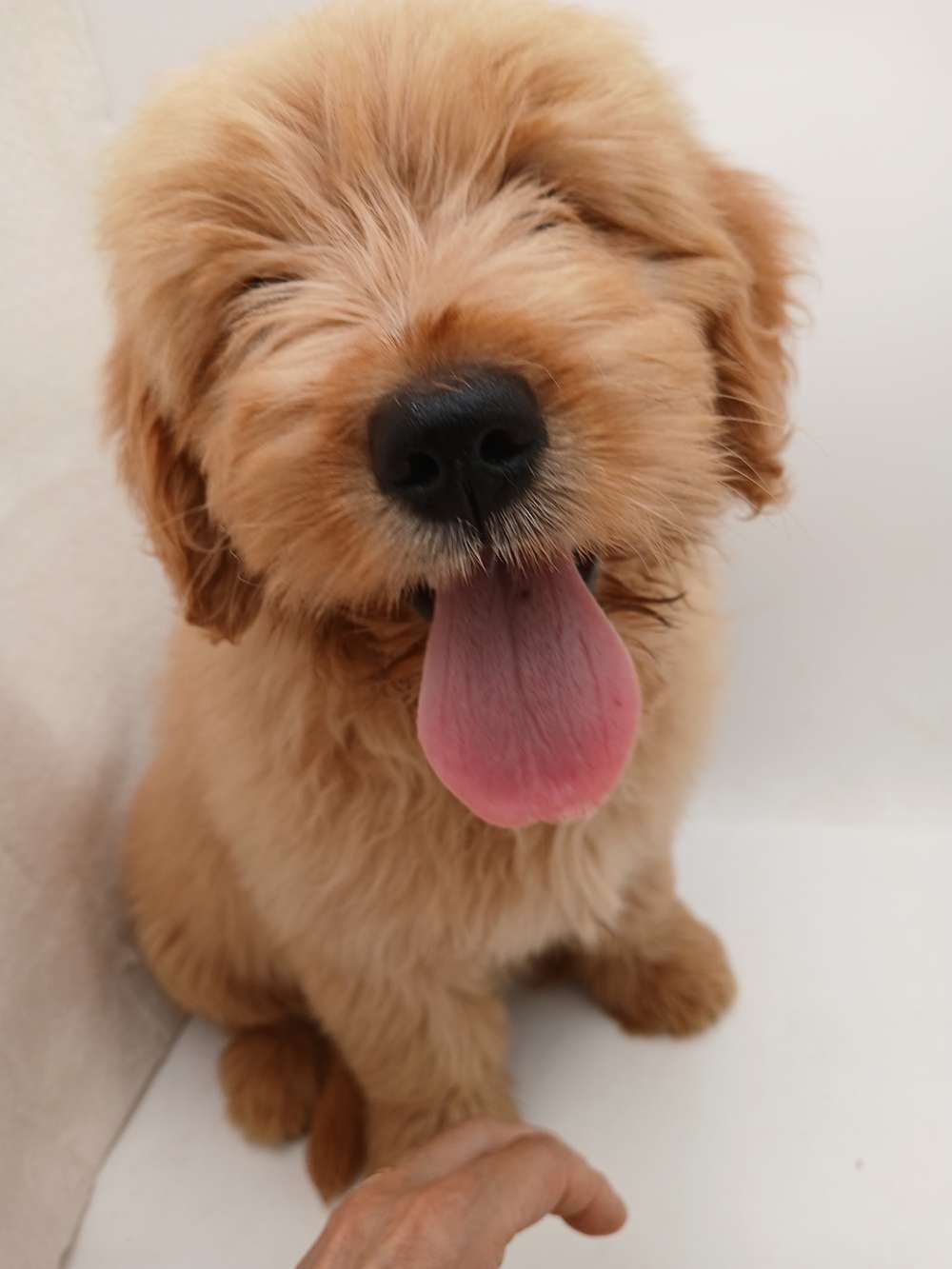 Goldendoodle Ready Now!