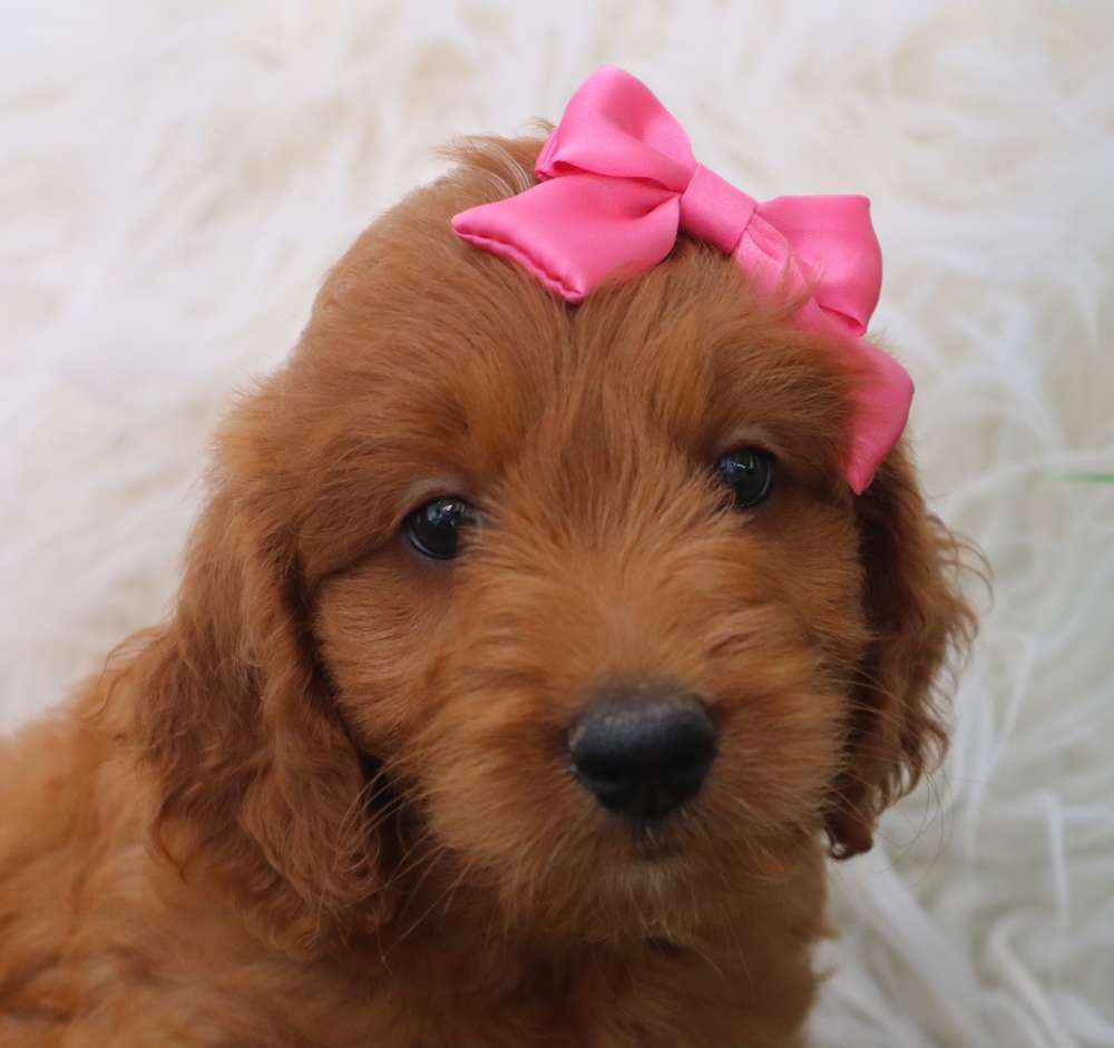 Goldendoodles Ready Now!