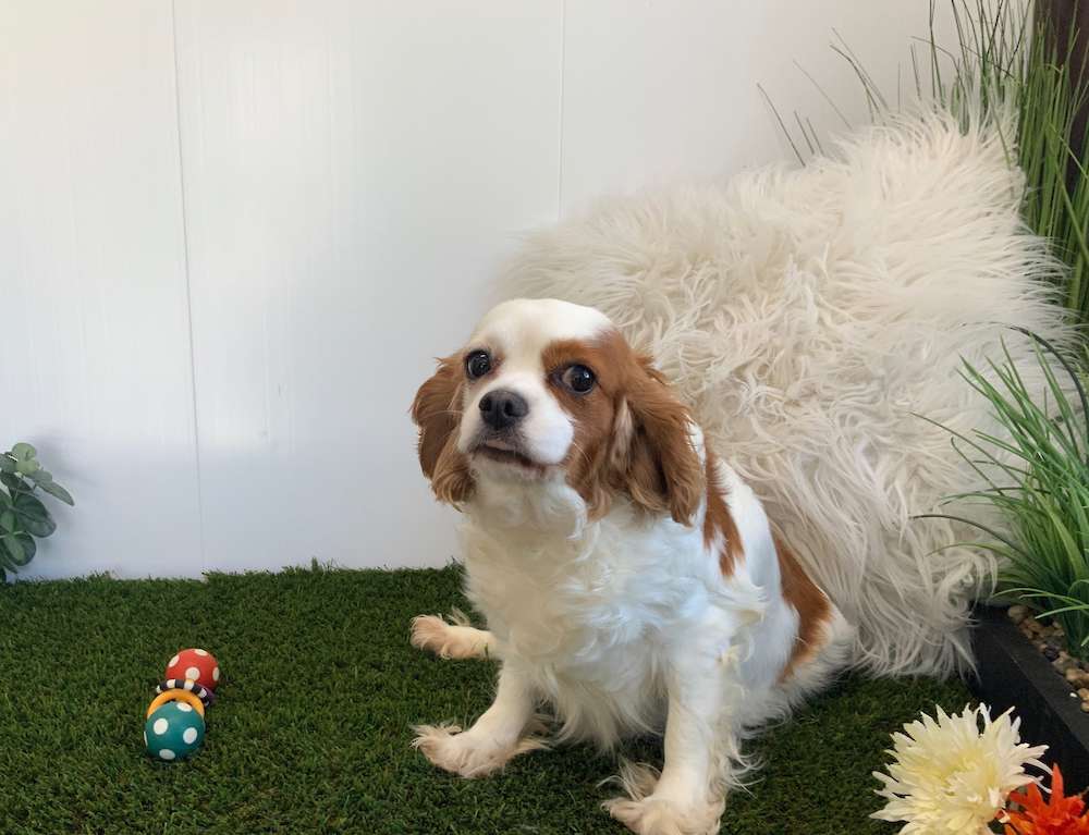 Cavapoos Ready in Fall!