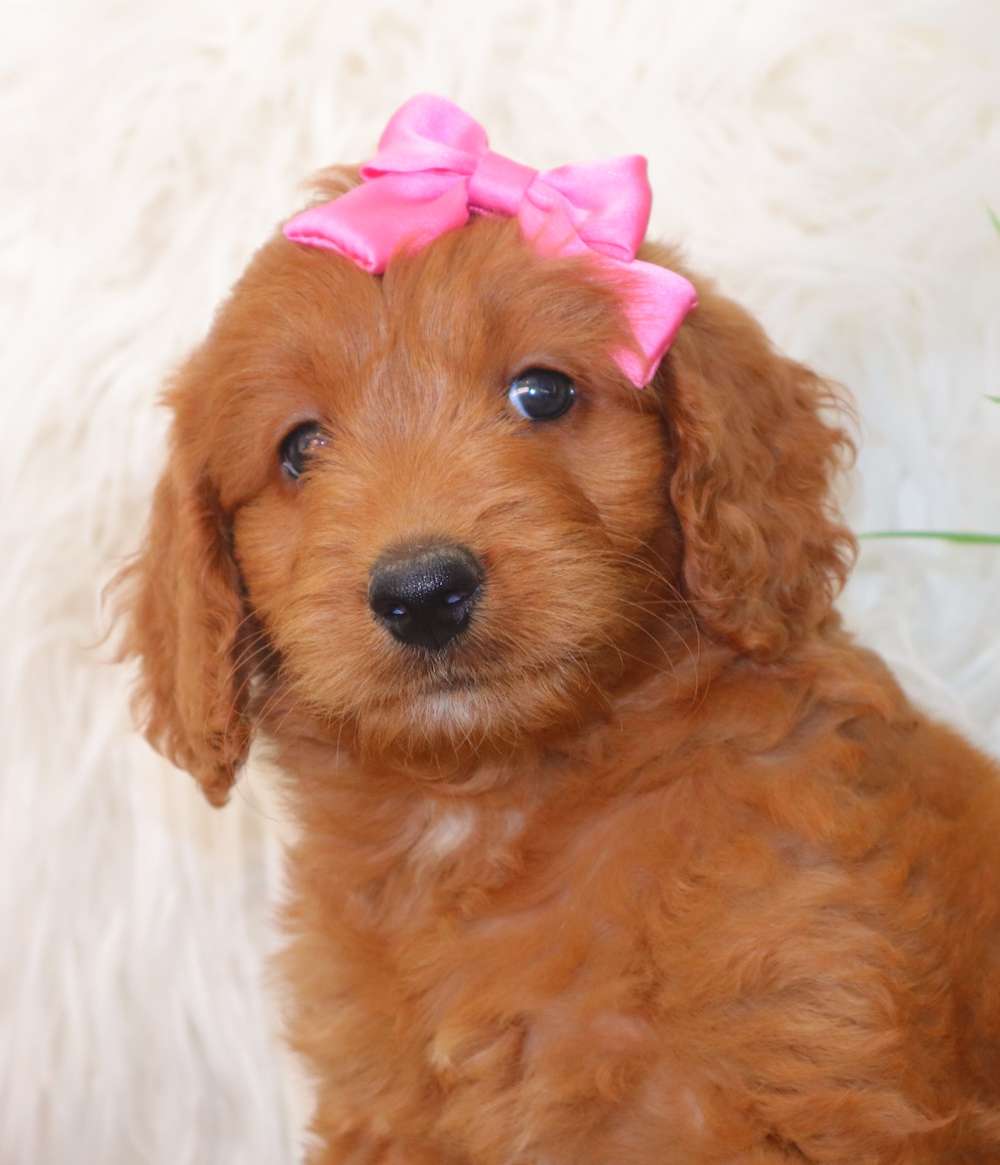 Goldendoodle Females Available
