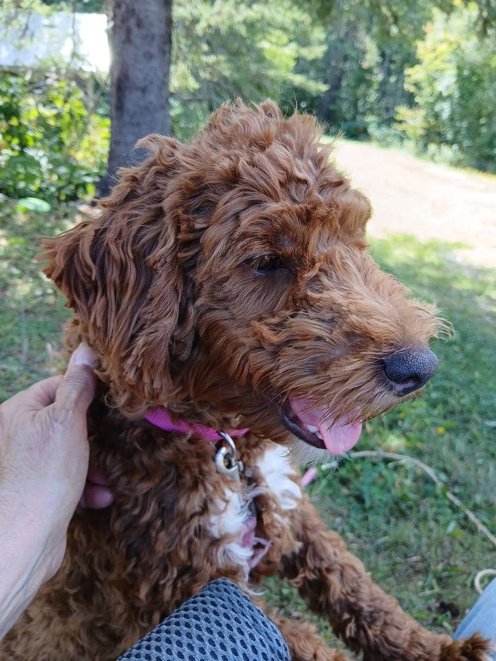 Older trained mini Bernadoodle