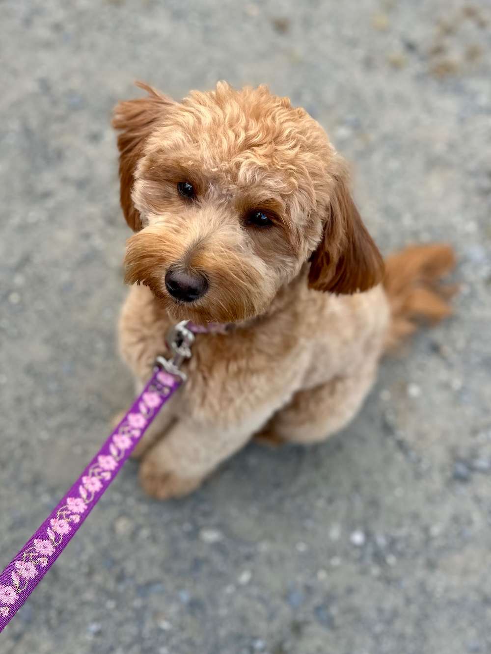 Trained poodles and Doodles