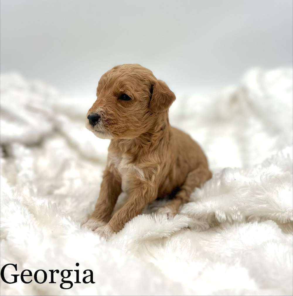 Mini Poodles and Petite Goldendoodles