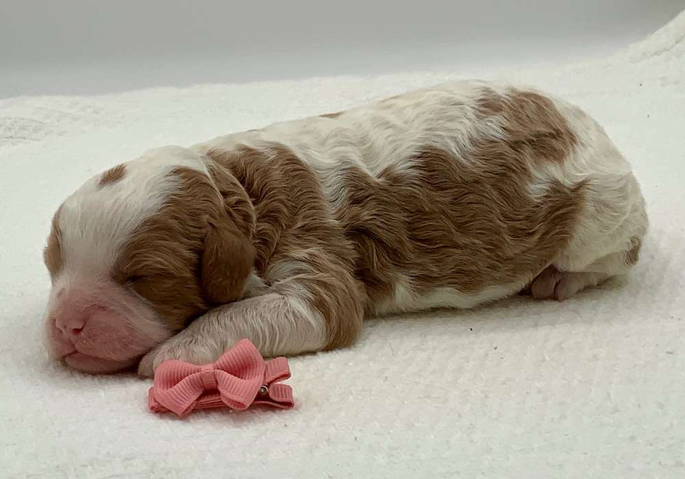 Announcing the birth of our little princesses!