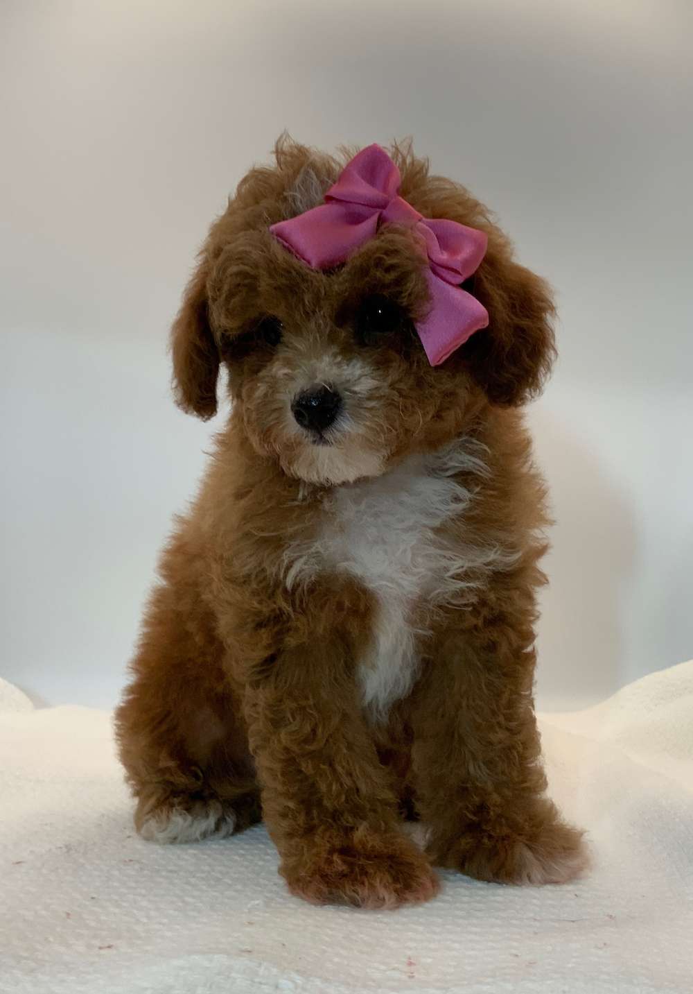 Toy Poodle AKC