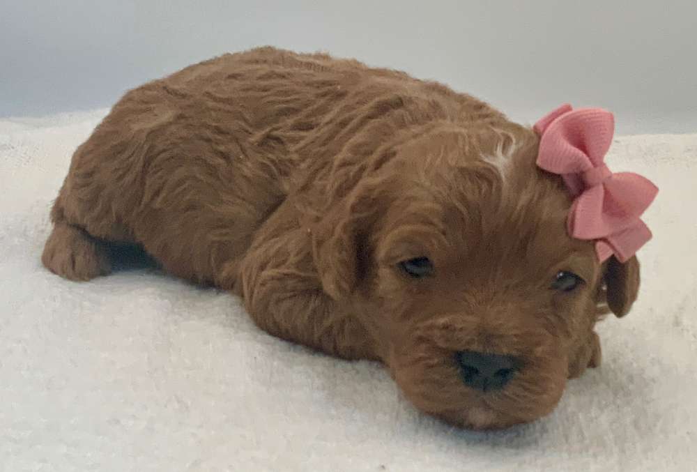 These Precious Cavapoos are Dazzling!